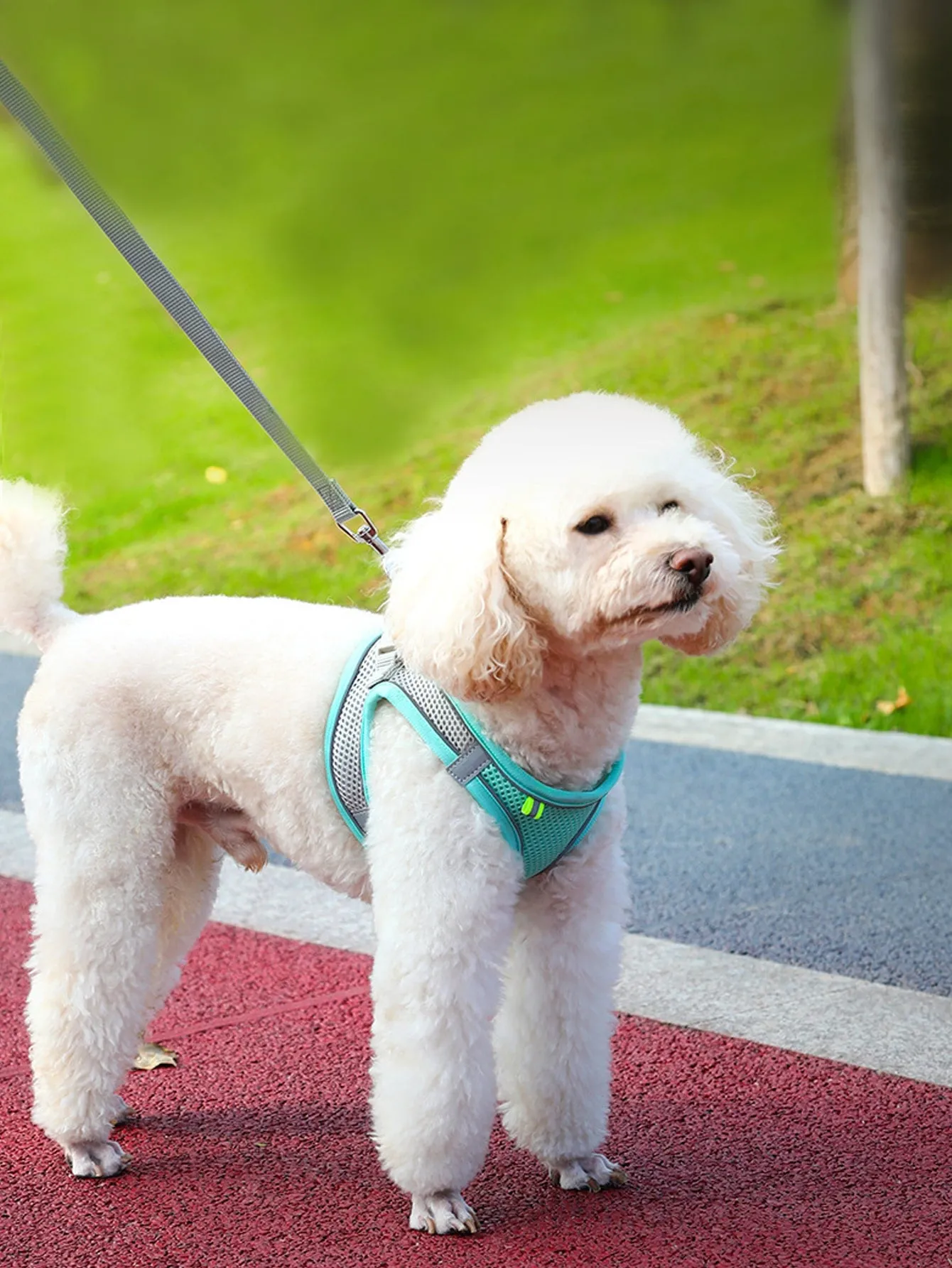 1pc Breathable Pet Harness & 1pc Leash