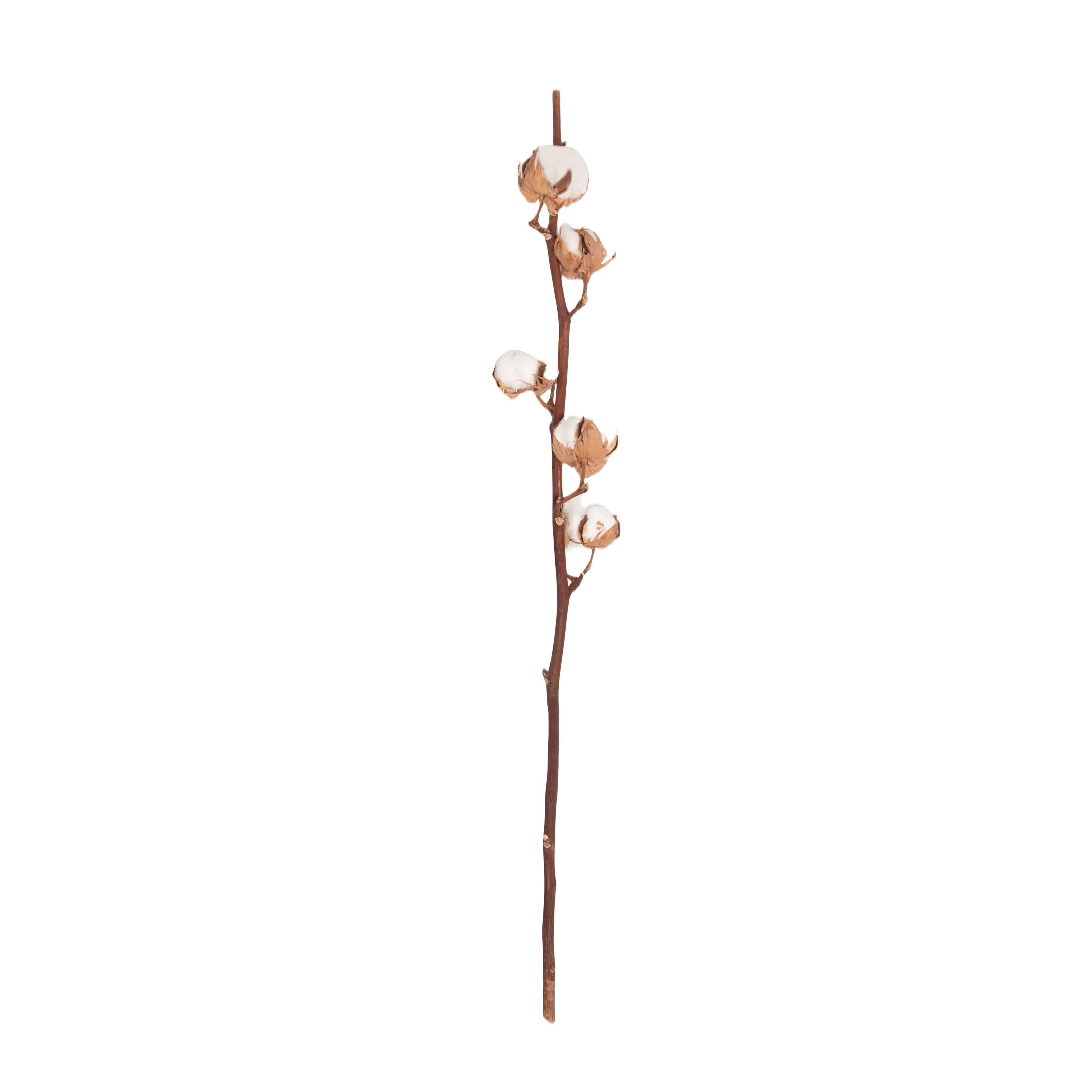 Cotton Stem